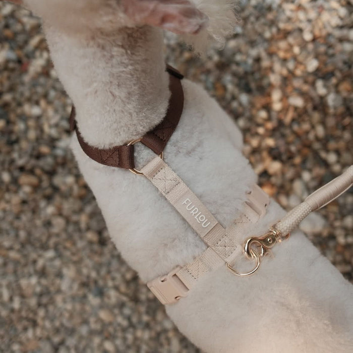 Primer plano de un perro con el arnés de tiras café y camel