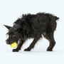 Jive Fetch Ball Dog Toy, photo 3