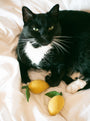 Juguete de lana para perro y gato Lemon, foto 8