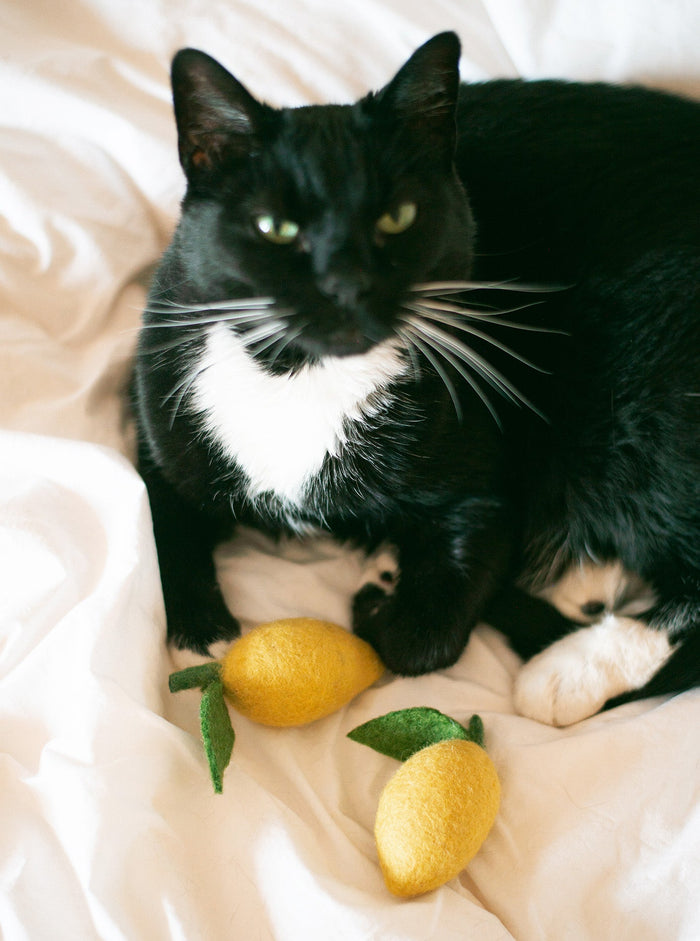 Juguete de lana para perro y gato Lemon, foto 8
