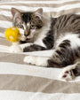 Shrooms Wool Cat Toy Set, photo 3