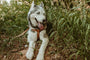 Leather Step-In Dog Harness, photo 6