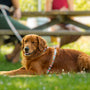Roman-Style Strap Dog Harness, 1 Inch, photo 5