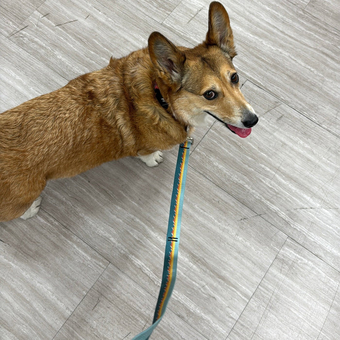 Adjustable Hands-Free Dog Leash, 1 Inch, photo 13