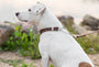 Martingale Leather Dog Collar, photo 3