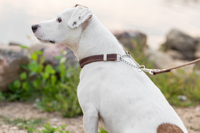 Martingale Leather Dog Collar, photo 3