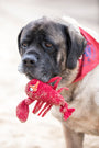 McCraken Lobsta Knottie, juguete de peluche para perro, foto 9