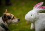 Squooshie Bunny Plush Dog Toy, photo 5