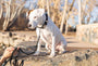 Pro Line Leather Dog Collar, photo 14