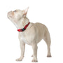 Collar acolchado City para perro, rojo icónico, foto 4