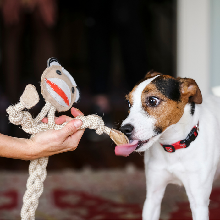 Stuey Sock Monkey Rope Knottie, juguete de cuerda natural para perro, tamaño grande, foto 2