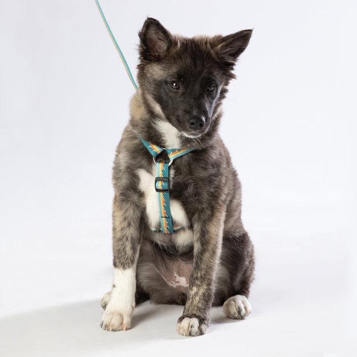 Roman-Style Strap Dog Harness, 1 Inch, photo 4
