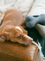 Juguete Woolbone para perro Neutral, foto 5