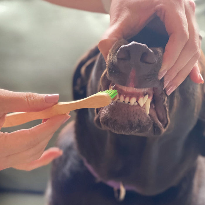 Gel dental y cepillo de bambú para perros grandes, camote y canela, foto 4
