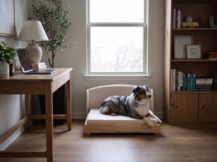 Australian Shepherd lying on the Haven dog bed in a home office