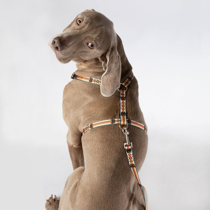 Roman-Style Strap Dog Harness, 3/4 Inch, photo 6