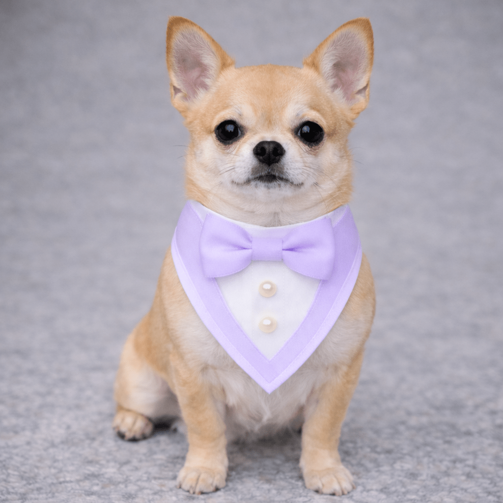 Bandana para perro Purple Ceremony Tuxedo, foto 1