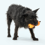 Qwizl Treat Toy for Dogs, photo 3