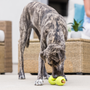 Qwizl Treat Toy for Dogs, photo 5