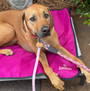 Ultralight Portable Dog Settle Mat, photo 15