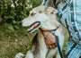 Rolled Leather Quick-Release Dog Collar, photo 4