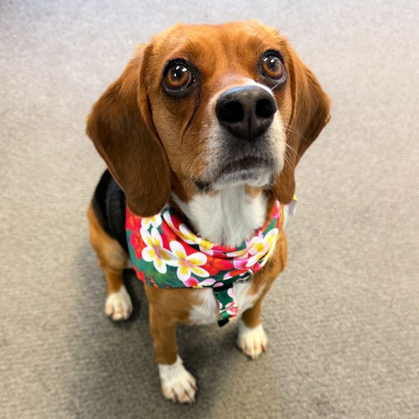 Aloha Dog Bandana, photo 1