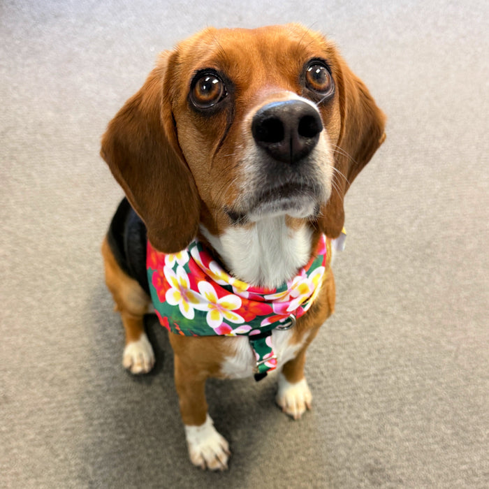 Aloha Dog Bandana, photo 1