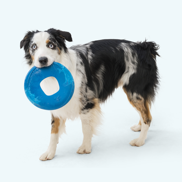 Sailz Flying Disc for Dogs, photo 4