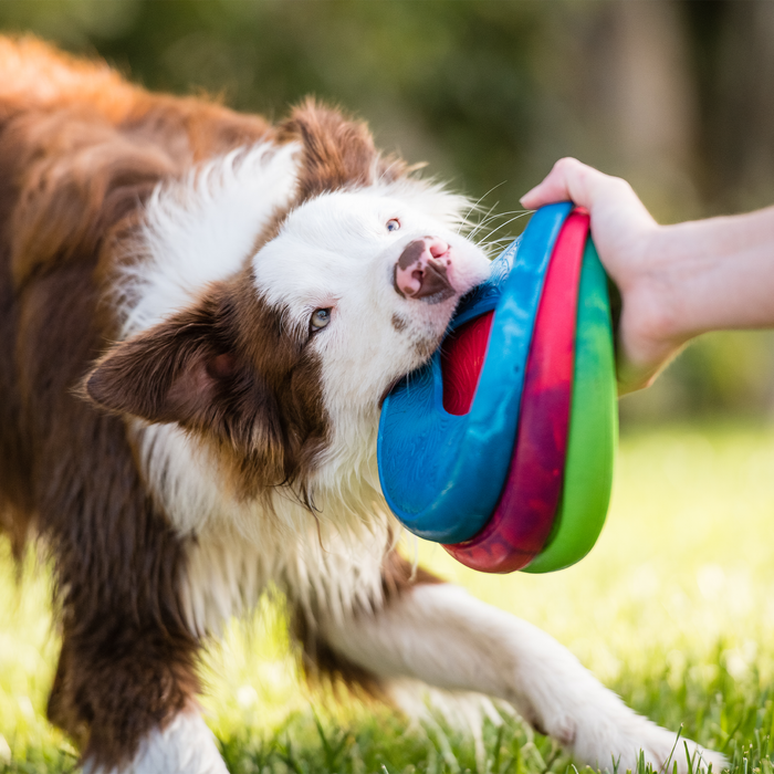 Sailz Flying Disc for Dogs, photo 3