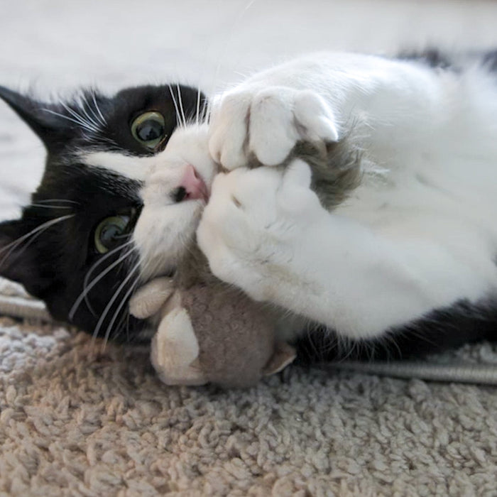HuggleKats Wee Feller Squirrelie Cat Toy, photo 7