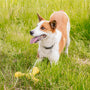Skamp Fetch Toy for Dogs, photo 4