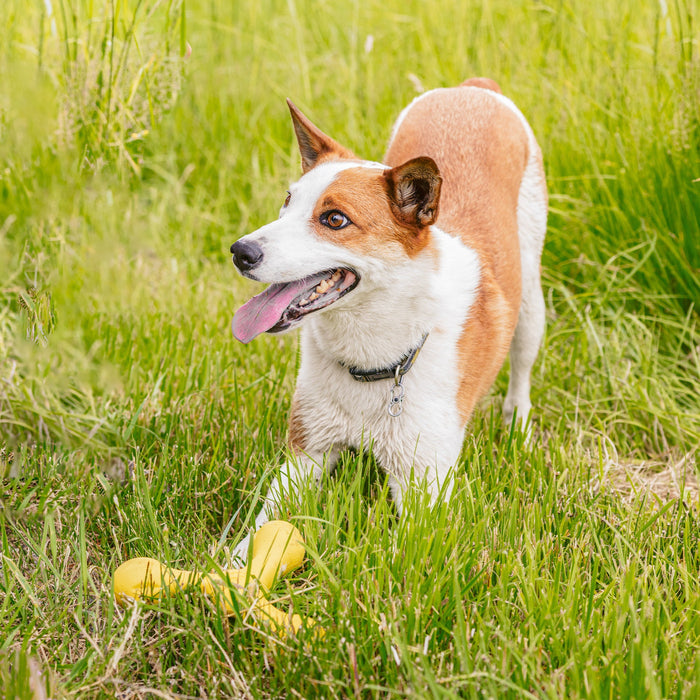 Skamp Fetch Toy for Dogs, photo 4