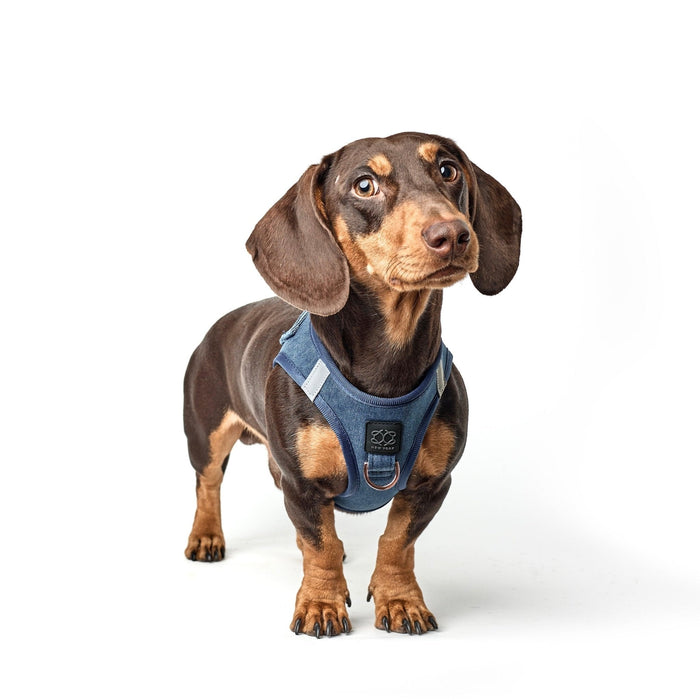 Denim SoHo Step-In Dog Harness, photo 3