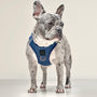 Denim SoHo Step-In Dog Harness, photo 8