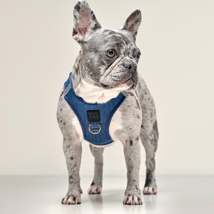 Denim SoHo Step-In Dog Harness, photo 8