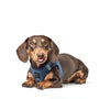 Denim SoHo Step-In Dog Harness, photo 6