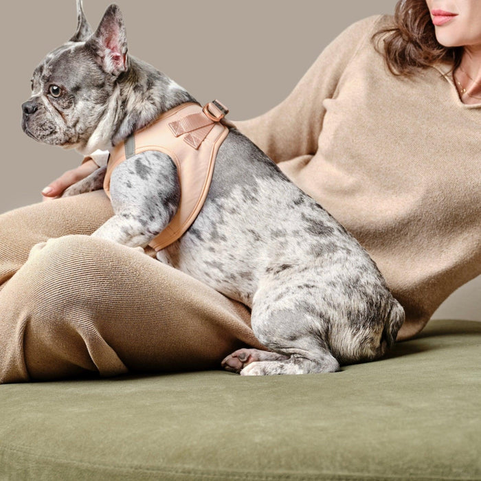 Dune SoHo Step-In Dog Harness, photo 6