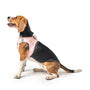 Sweetheart SoHo Step-In Dog Harness, photo 8