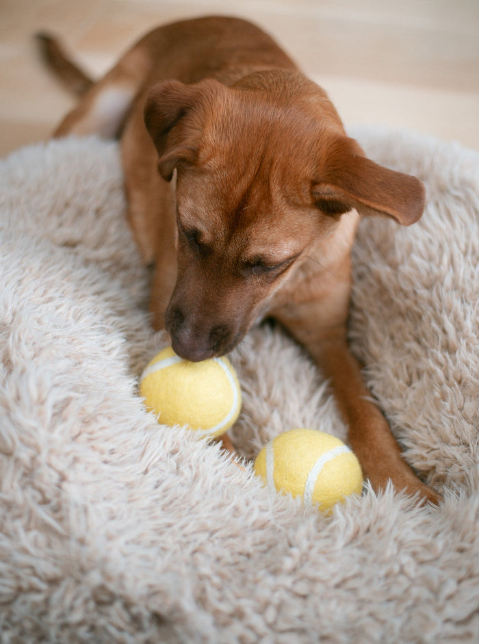 Juguete de lana para perro Tennis Ball, foto 5