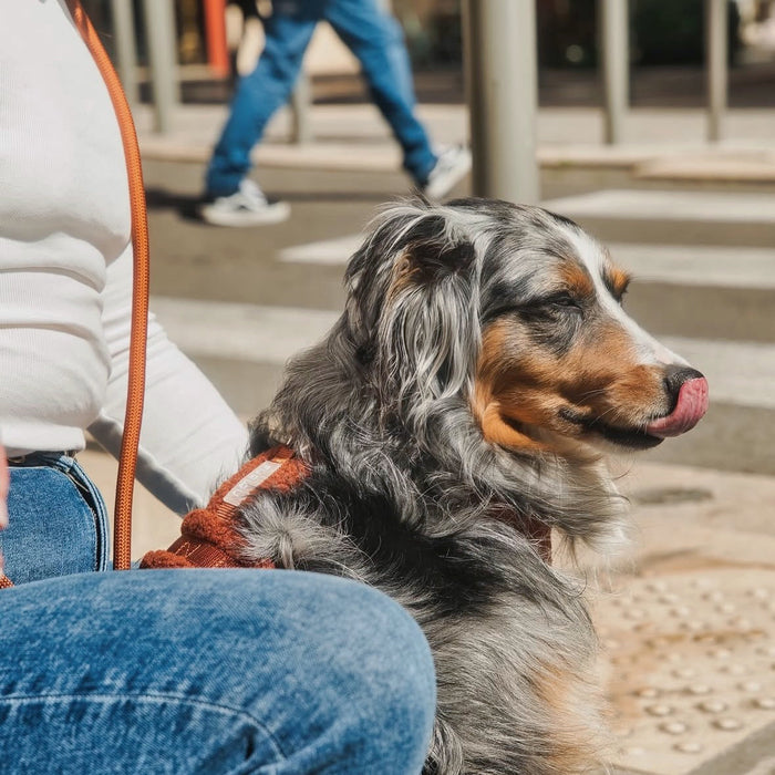 Merle dog sitting beside its owner in the Clay sherpa harness