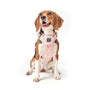 Arnés ajustable NoMad para perro, Sweetheart, foto 6