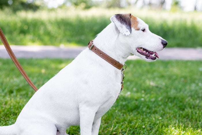 Pro Line Leather Collar and Leash Set, photo 9