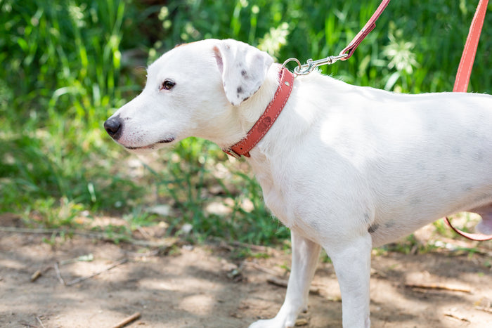 Pro Line Leather Collar and Leash Set, photo 10