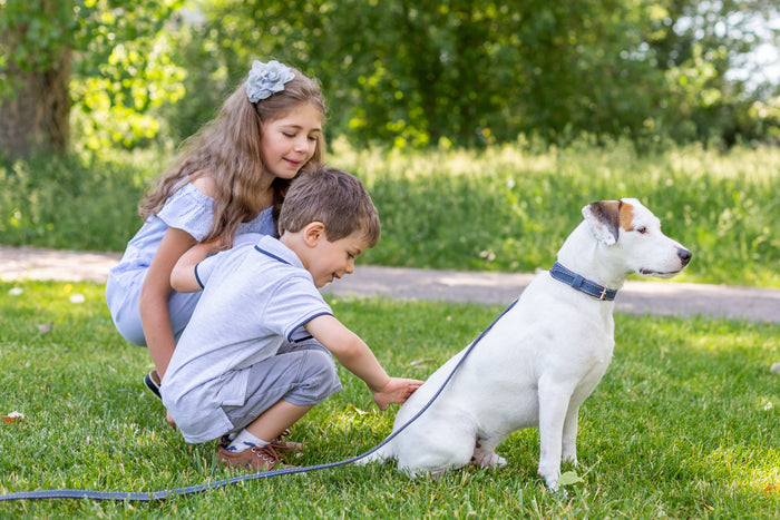 Pro Line Leather Collar and Leash Set, photo 8
