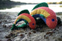 Raucous Rainbow Trout Knottie Plush Dog Toy, photo 9