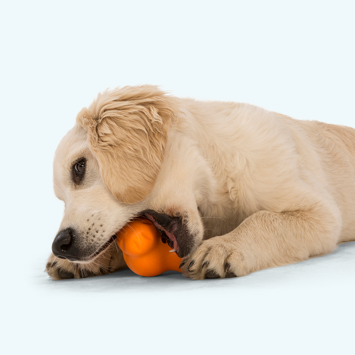 Tux Treat Toy for Dogs, photo 5