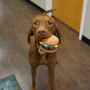 Big Buns Foodies Hamburger Ruff-Tex Latex Ball Dog Toy, photo 7