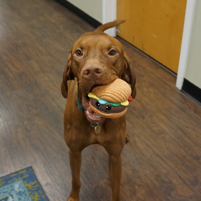 Big Buns Foodies Hamburger Ruff-Tex Latex Ball Dog Toy, photo 7