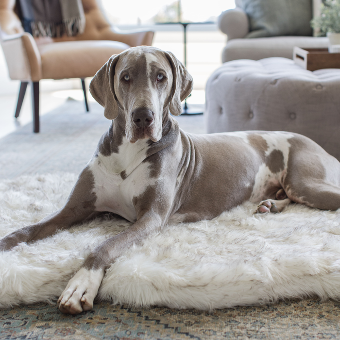 PupRug Curve Faux Fur Orthopedic Dog Bed, White with Brown Accents, photo 10