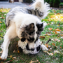 HuggleFleece Soccer Ball Plush Dog Toy, photo 3